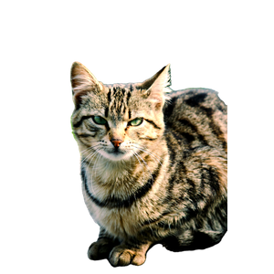Related cat image: A Serene Tabby Cat Sitting Outdoors, Capturing Natural Beauty And Calmness. 17018